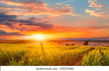 Sunrise over the corn field - Powered by Shutterstock