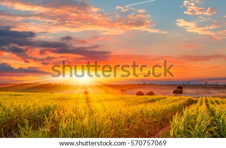 Similar – Foto Bild Getreidefeld bei Sonnenuntergang