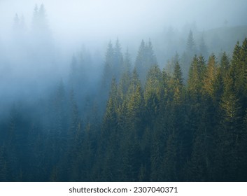 Sunrise over the dark forest - Powered by Shutterstock