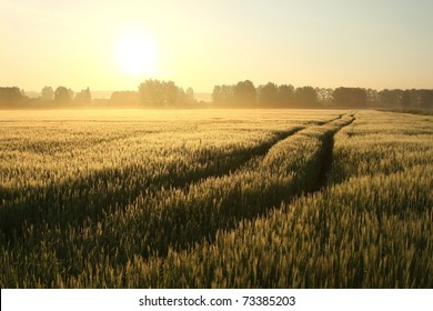 2,579 Corn Field With Fog At Sunrise. Images, Stock Photos & Vectors 