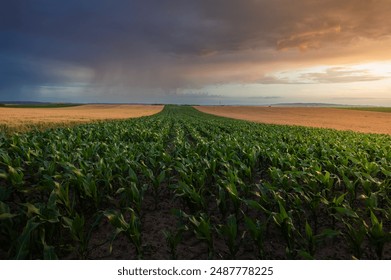  Sunrise over a field of young corn. Agricultural industry - Powered by Shutterstock