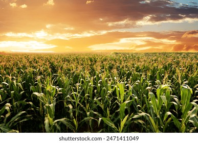 Sunrise over the green corn field, Rows of young corn in an agricultural field at sunset or sunrise. Rural landscape. - Powered by Shutterstock