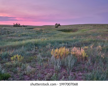 sunrise over green prairie with wildflowers - Pawnee National Grassland in Colorado, late spring or early summer scenery - Shutterstock ID 1997007068