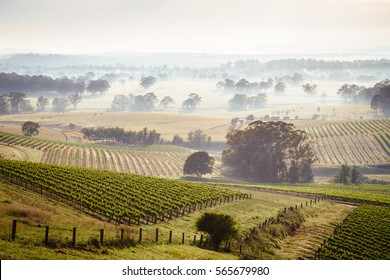 Sunrise over Hunter Valley vineyards - Shutterstock ID 565679980