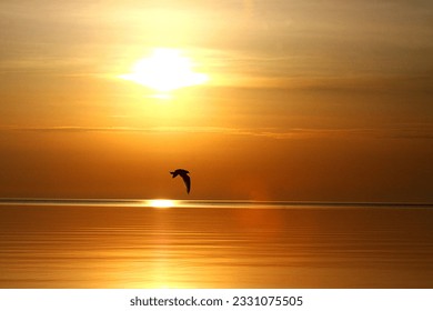 Sunrise over the lake. Reflection of sun. Lone seagull flying past. Silhouette. Orange. Yellow. Natural beauty. Calm water surface. Gull. Horizon. - Powered by Shutterstock