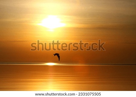Sunrise over the lake. Reflection of sun. Lone seagull flying past. Silhouette. Orange. Yellow. Natural beauty. Calm water surface. Gull. Horizon.