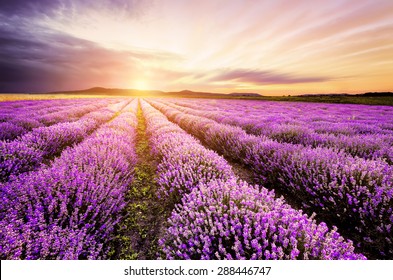 lavender fields sunset