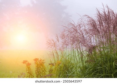 Sunrise over a misty field with tall grasses and soft light. - Powered by Shutterstock