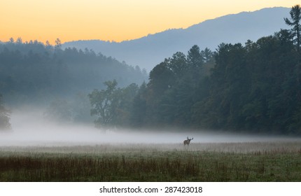 Sunrise over misty meadow with male bull elk grazing. - Powered by Shutterstock