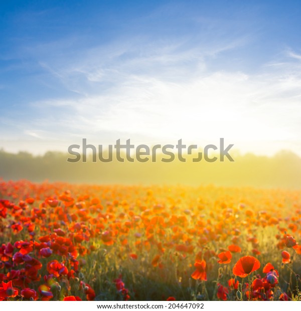 Sunrise Over Poppy Field Stock Photo 204647092 | Shutterstock