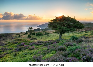 Sunrise Over Porlock Common On The Exmoor Coast Of Somerset