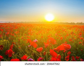 Sunrise Over A Red Poppy Field