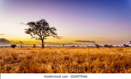 Sunrise over the savanna and grass fields in central Kruger National Park in South Africa - Shutterstock ID 1024979566