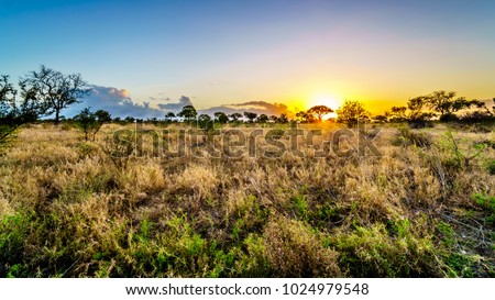 Sunrise over the savanna and grass fields in central Kruger National Park in South Africa