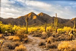 Sunrise Over The Sonoran Desert Near Scottsdale, Arizona