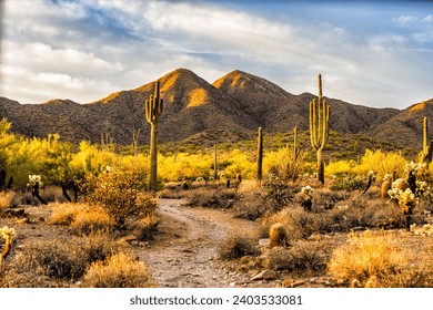 Sunrise over the Sonoran Desert near Scottsdale, Arizona - Powered by Shutterstock