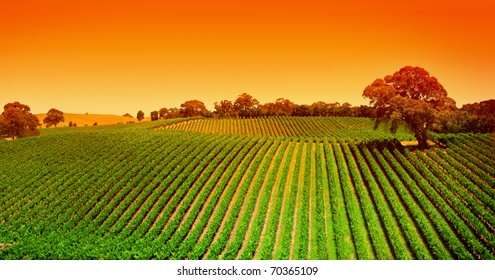 Sunrise Over Vineyard In The Adelaide Hills