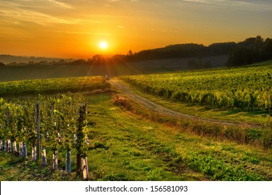 Sunrise Over A Vineyard In The South West Of France, Bergerac.