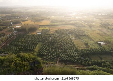 Sunrise with palm tree plantation and agricultural fields from aerial