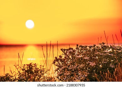 Sunrise in Pals, beach and wild dune with prickly parsnip vegetation in Pals, Catalonia, Spain