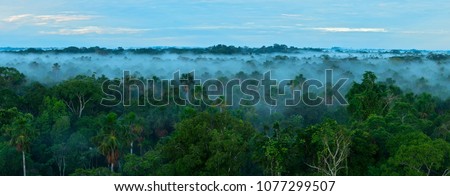 Sunrise in the rainforest. Amazon forest.