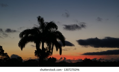 Sunrise With A Red Sky And Palm Tree Silhoutte