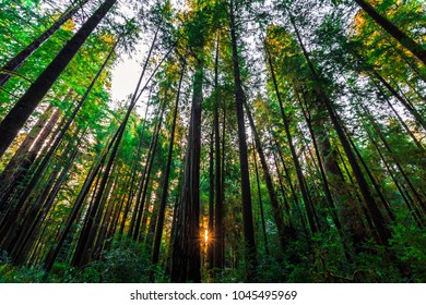 Sunrise In The Redwoods, Redwoods National & State Parks, California