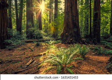 Sunrise In The The Redwoods At Redwoods National And State Parks California