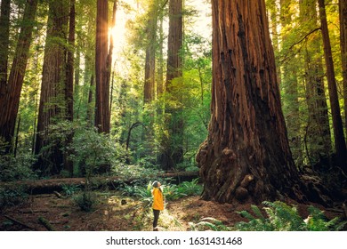 Sunrise in the the Redwoods at Redwoods National and State Parks California