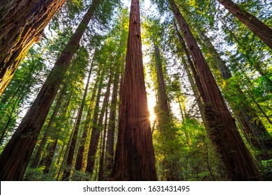 Sunrise In The The Redwoods At Redwoods National And State Parks California