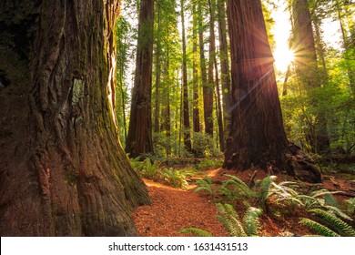 Sunrise In The The Redwoods At Redwoods National And State Parks California