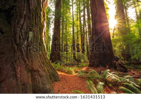 Sunrise in the the Redwoods at Redwoods National and State Parks California
