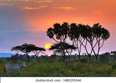 Sunrise In Samburu, Kenya, Africa.