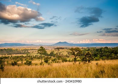 Sunrise In Savanah Meadow