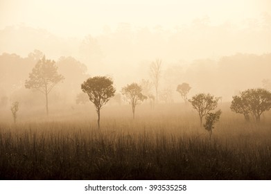 Sunrise In Savanah Meadow