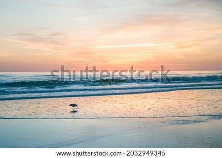Sunrise and sea birds (Ring-billed gulls) at Daytona Beach
