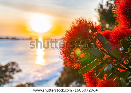 Sunrise shimmering over sea towards back-lit bright red pohutukawa flowers at Mount Maunganui New Zealand.