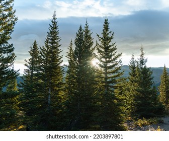 The Sunrise Shining Through Some Trees At Quandary Peak, Colorado