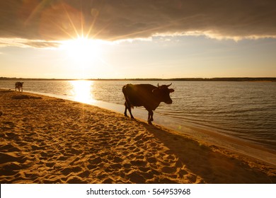 Sunrise silhouette of a cow on Beach