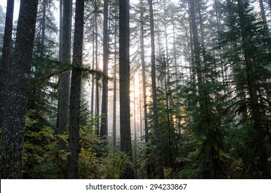 Sunrise At Silver Falls State Park