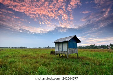 Sunrise sky over paddy field with small cabin. Nature composition - Shutterstock ID 242664577