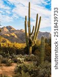 Sunrise in the Sonoran Desert casts shadows on the mountain and saguaro cactus, Tucson, Arizona, USA. Landscape of a saguaro cactus against a background of mountains, blue sky, and clouds.