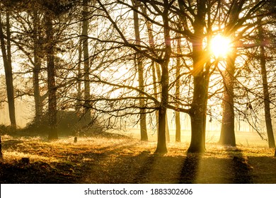 Sunrise splitting the trees with golden rays - Shutterstock ID 1883302606