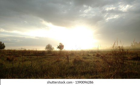 Sunrise at the spring field with pine trees.