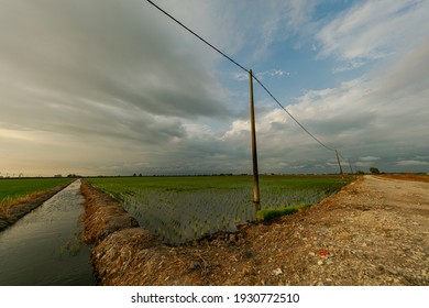 Sonnenaufgang im Frühling auf einem Reisfeld. Die Reispflanzen sind noch sehr klein. Der Himmel reflektiert im Wasserversorgungskanal. Telefonleitung mastert entlang den Landwirtschaftsfeldern. Weiße Wolken auf blauem Himmel