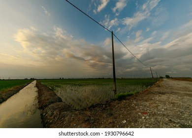 Sonnenaufgang im Frühling auf einem Reisfeld. Die Reispflanzen sind noch sehr klein. Der Himmel reflektiert im Wasserversorgungskanal. Telefonleitung mastert entlang den Landwirtschaftsfeldern. Weiße Wolken auf blauem Himmel
