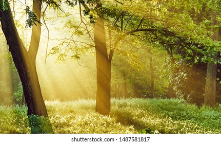 Sunrise sunrays filter through the trees in the forest and shed a soft light on the grass, transmitting a sense of peacefulness and hope for a new beautiful day and a bright healthy future to come - Shutterstock ID 1487581817