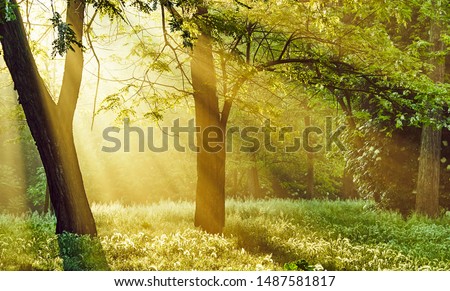 Sunrise sunrays filter through the trees in the forest and shed a soft light on the grass, transmitting a sense of peacefulness and hope for a new beautiful day and a bright healthy future to come