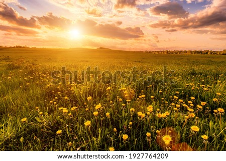Sunrise or sunset on a field covered with young green grass and yellow flowering dandelions in springtime. Sunbeams making their way through the clouds.