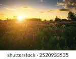 Sunrise or sunset on a field with purple lupines on a cloudy sky background in summer. Landscape. Vintage film aesthetic.